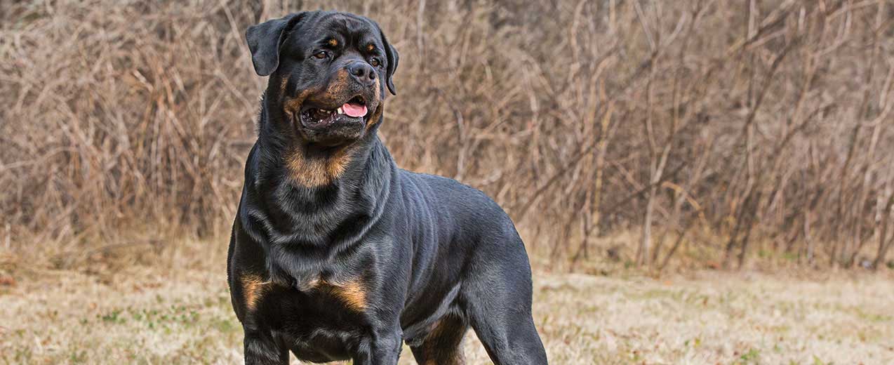 Top 5 Common Health Concerns in Rottweilers and How to Prevent Them 7 Top 5 Common Health Concerns in Rottweilers and How to Prevent Them