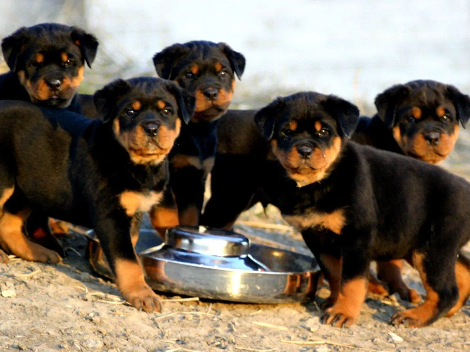 Owning A Rottweiler