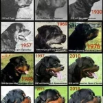 Rottweiler Breed Standard