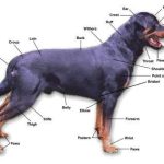 Rottweiler dog Breed Standard