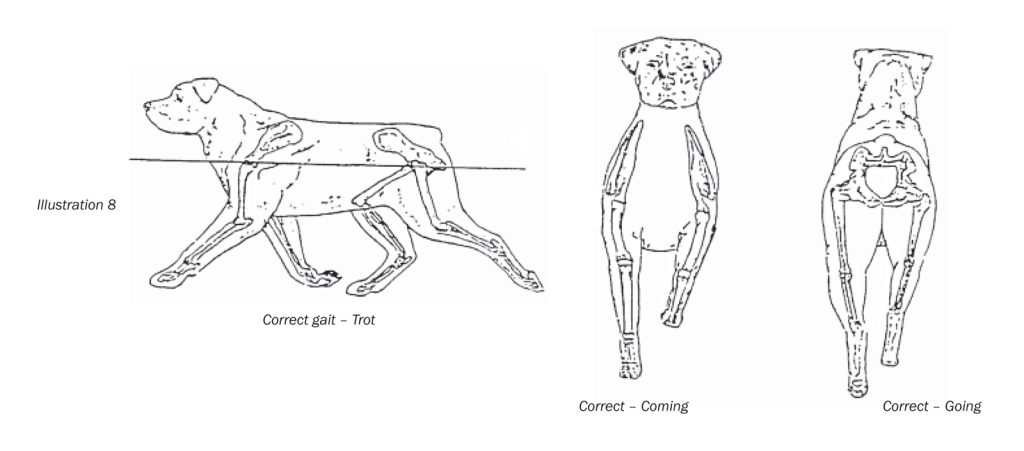 rottweiler Limbs and Movement