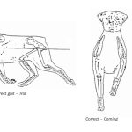 rottweiler Limbs and Movement