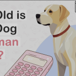 Dog Age Calculator